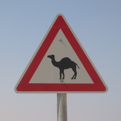 achung-kamele.jpg